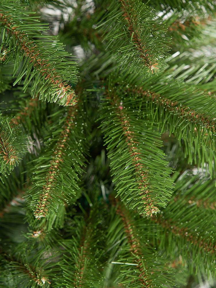 swierk-syberyjski-0c