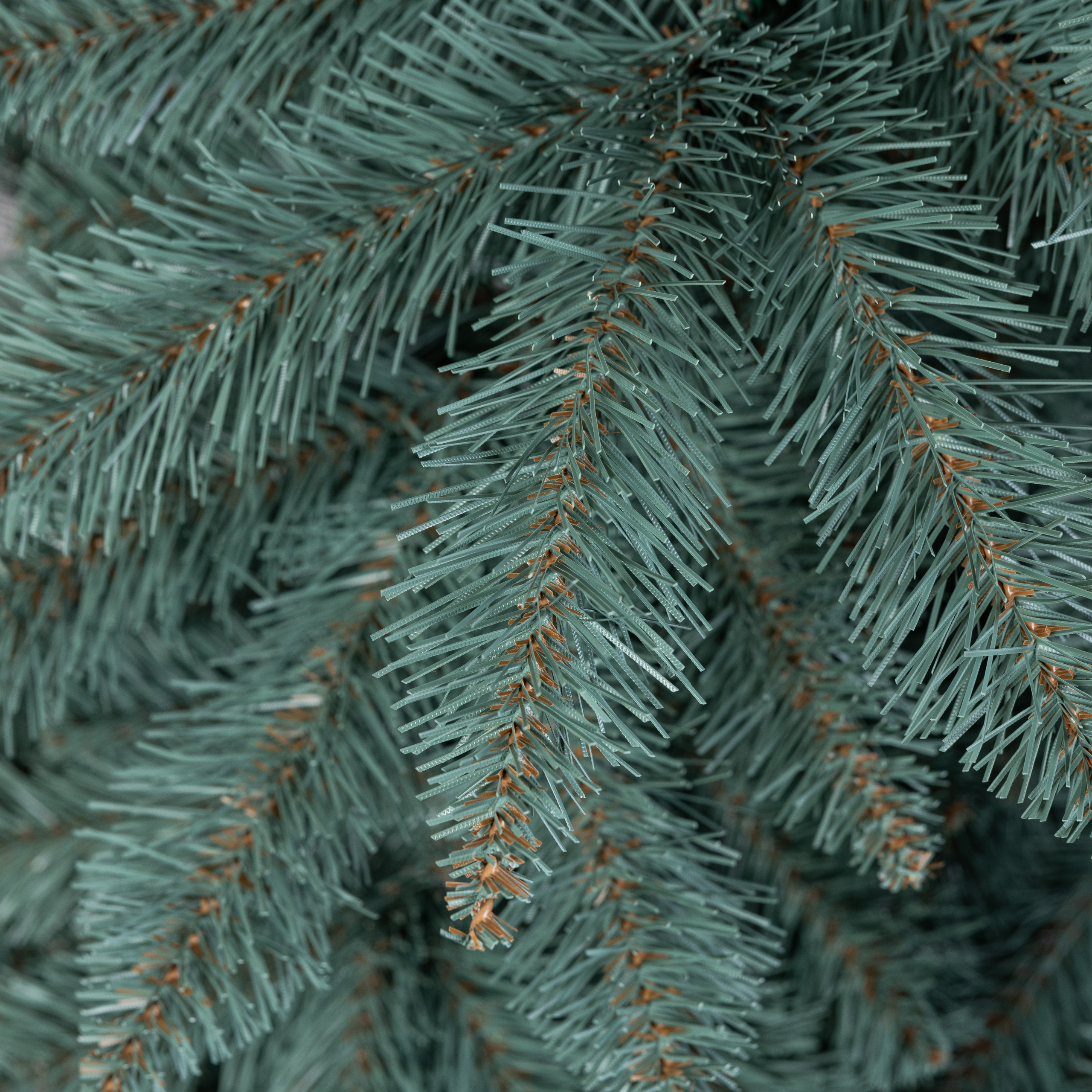 ŚWIERK BLUE_7